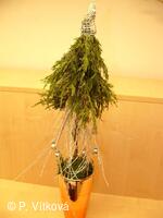 Obecní knihovna v Petřvaldě - knihovna, kde jste doma!