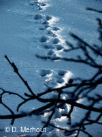Svinec 15.1.2006, Nový Jičín