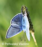 Modrásek jehlicový