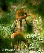 Bílé Karpaty, Svatý Štěpán, laně